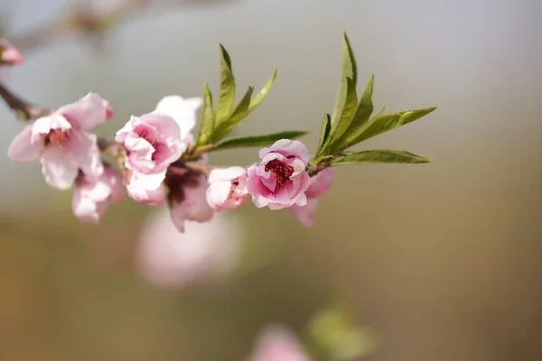 Blooming Peach Trees Northern Israel Golan Heights — Stock Photo, Image