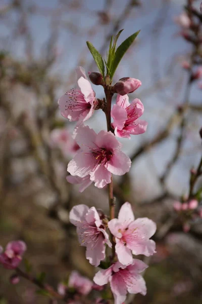 Blooming Peach Trees Northern Israel Golan Heights — Stock Photo, Image
