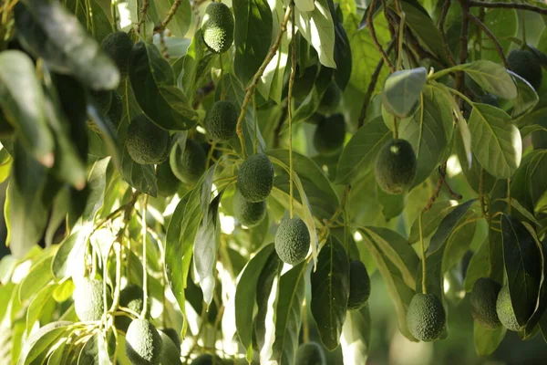 Close-up freshness natural avocado grow on the tree. Avocado growing industry