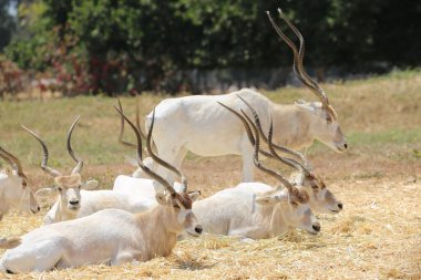 Safari Ramat Gan, İsrail. Günaydın.