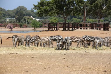 Safari Ramat Gan 'da Zebralar, İsrail