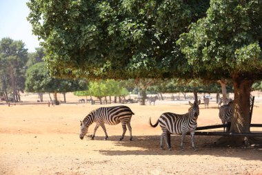 Safari Ramat Gan 'da Zebralar, İsrail