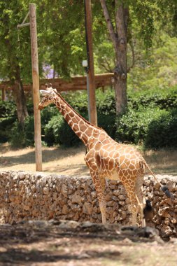 Safari Ramat Gan, İsrail 'deki zürafa