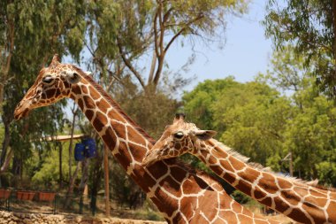Safari Ramat Gan, İsrail 'deki zürafa