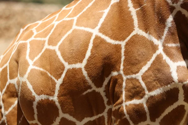 Safari Ramat Gan Srail Deki Zürafa — Stok fotoğraf