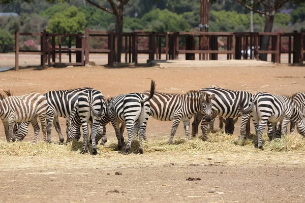 Zebras Safari Ramat Gan Israel — Fotografia de Stock