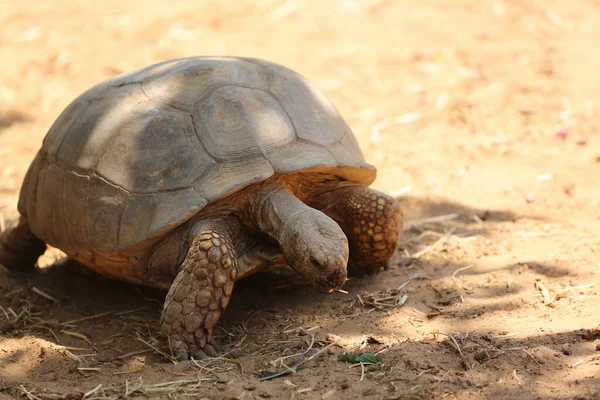 Schildkröte Bei Safari Ramat Gan Israel — Stockfoto