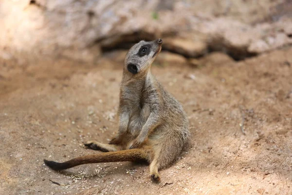 Lemur Safari Ramat Gan Israel — Fotografia de Stock