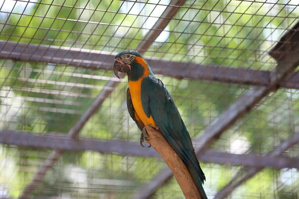 Papouščí Kakadu Safari Ramat Gan Izrael — Stock fotografie