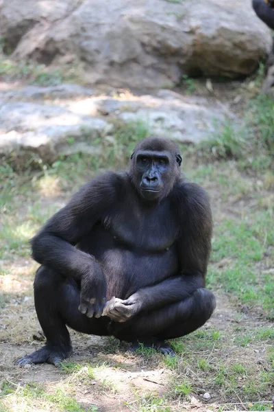 Orangutan Safari Ramat Gan Izrael — Zdjęcie stockowe