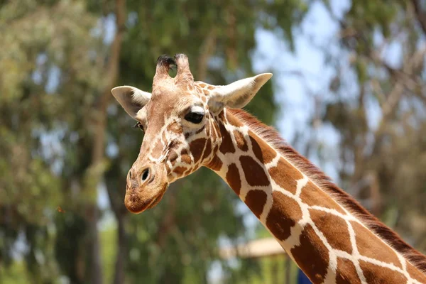 Giraffa Safari Ramat Gan Israele — Foto Stock