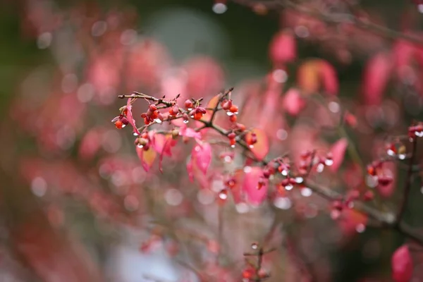 stock image Bright colors of autumn. Rainy weather, colorful leaves