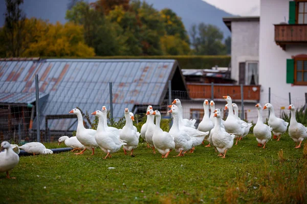 Kazlar Avrupa Tarım Tarım — Stok fotoğraf