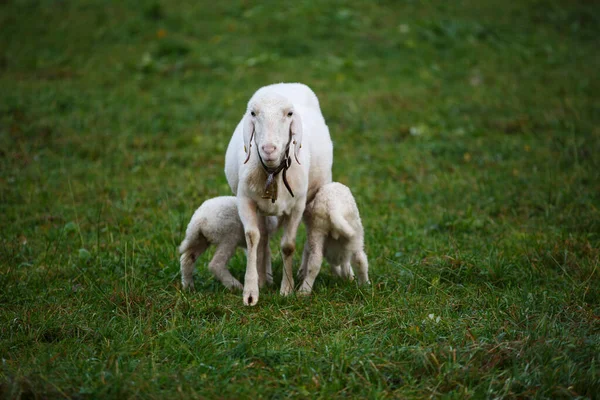 Πρόβατα Πρόβατα Ευρώπη Γεωργία Γεωργία — Φωτογραφία Αρχείου