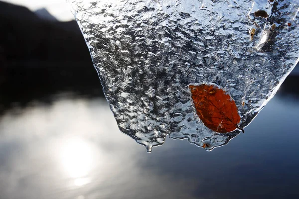 Ledová Kachna Zmrzlým Podzimním Listem Zima Zima — Stock fotografie