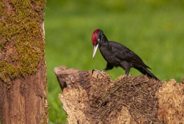 Kara ağaçkakan, eski kuru dal yeşil adam ile orman ortasında Dryocopus martius tünemiş