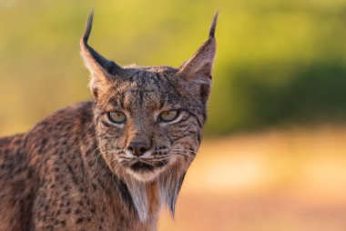 İber vaşağı, Lynx pardinus, İber Yarımadası 'na özgü vahşi kedi Castilla La Mancha, İspanya. 