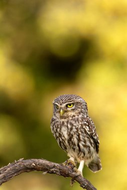Kukumav, Athene noctua bir dal üzerinde tünemiş..