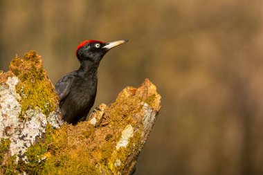 Kara ağaçkakan, gri adam ile orman ortasında eski kuru dal Dryocopus martius tünemiş