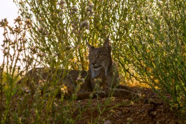 İber vaşağı, Lynx pardinus, İber Yarımadası 'na özgü vahşi kedi Castilla La Mancha, İspanya. 