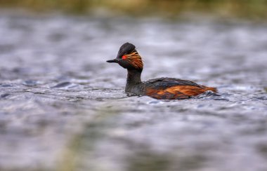 Gölde siyah boyunlu yunus balığı. Castilla La Mancha, İspanya.
