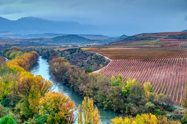 stock image Vineyards in the province of La Rioja in spain