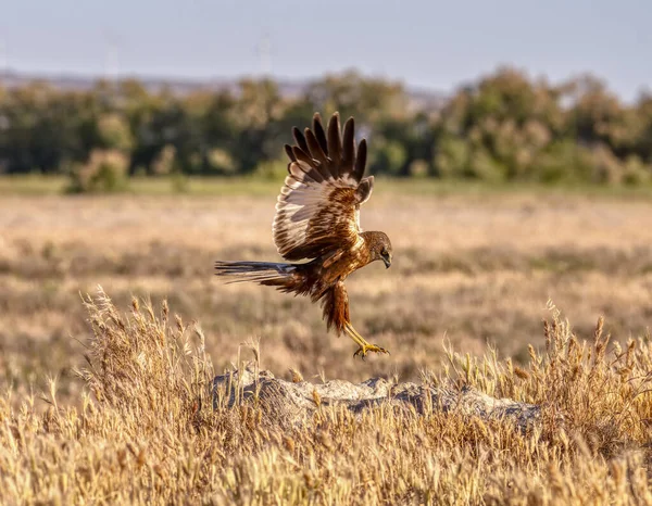 Western Marsh Harrier Aterrizando Una Roca Circo Aeruginosus — Foto de Stock