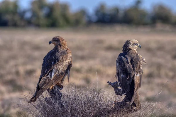 Close Van Twee Zwarte Vlieger Weg Kijkend Terwijl Hij Een — Stockfoto