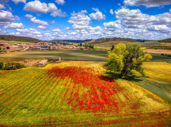 Poppy Field San Cebrian Mazote Várossal Valladolid Tartomány Spanyolország Háttérben — Stock Fotó