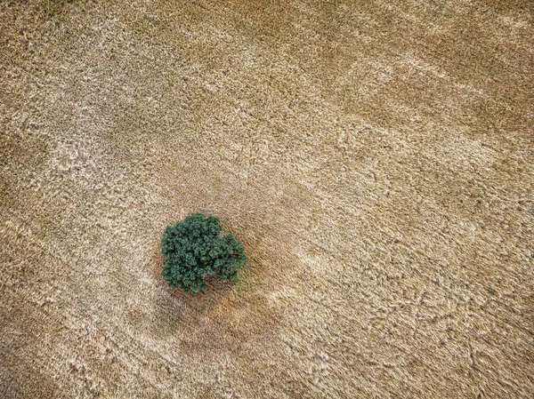 スペインのカスティーリャ マンチャ州の穀物畑の間の孤独な木の空中写真 — ストック写真