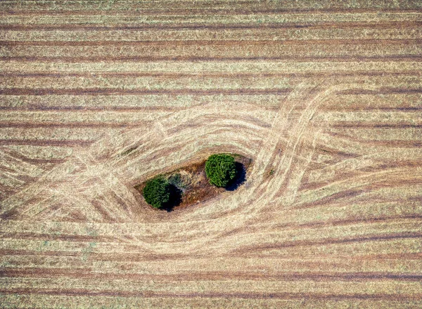 カスティーリャ マンチャ州の穀物畑の中で孤独な3本の木の空中ビュースペイン — ストック写真