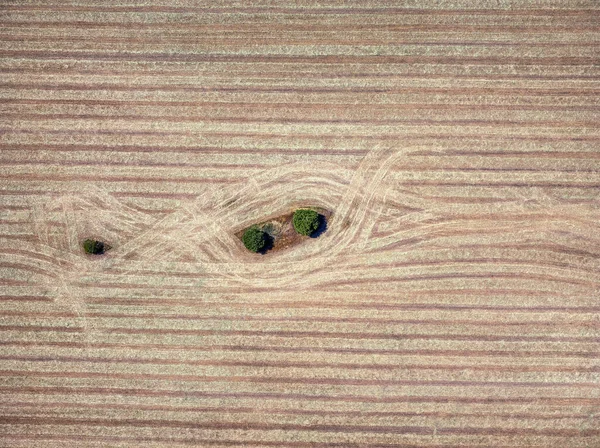 カスティーリャ マンチャ州の穀物畑の中で孤独な3本の木の空中ビュースペイン — ストック写真