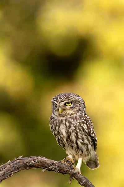 Little Owl Athene Noctua Perched Branch — Stock Photo, Image