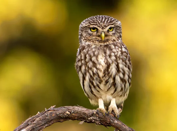 Little Owl Athene Noctua Perched Branch — Stock Photo, Image