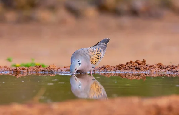 European Turtle Dove Streptopelia Turtur Drinking Water Sunset Pond — Stock Photo, Image