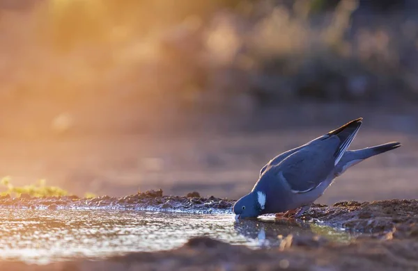 Porumbeii Lemn Obișnuiți Beau Apă Într Iaz Apusul Soarelui — Fotografie, imagine de stoc