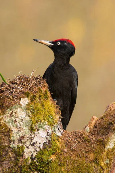 Black Woodpecker Dryocopus Martius Perched Old Dry Branch Middle Forest — Stock Photo, Image