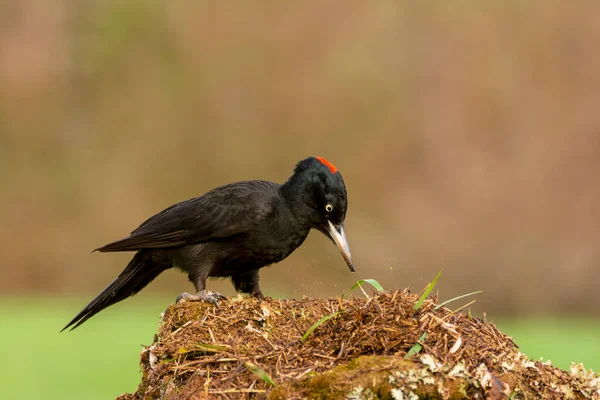 Pájaro Carpintero Negro Dryocopus Martius Encaramado Una Vieja Rama Seca —  Fotos de Stock
