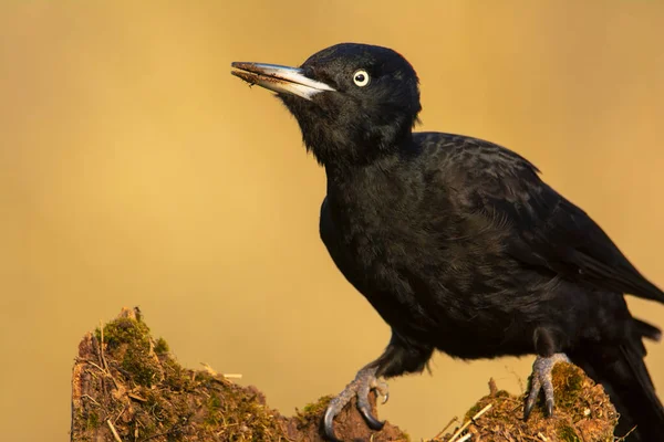 Pájaro Carpintero Negro Dryocopus Martius Encaramado Una Vieja Rama Seca — Foto de Stock