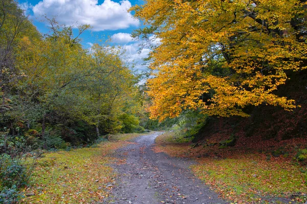 西班牙拉维亚纳阿斯图里亚斯理事会拉斯法赫德尔赖格苏路上的秋天森林 — 图库照片