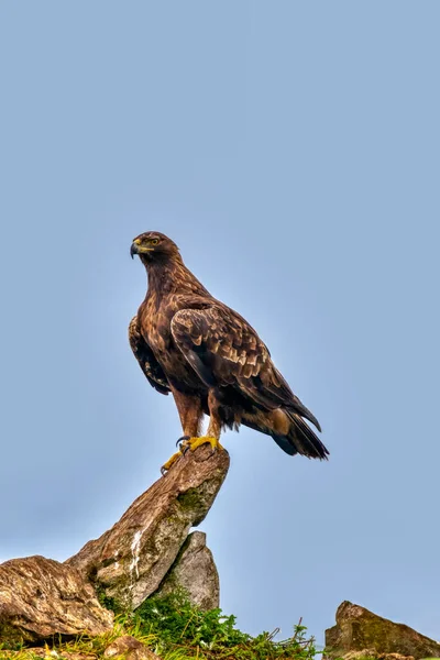 Majestuoso Águila Dorada Mirando Alrededor Asturias España —  Fotos de Stock