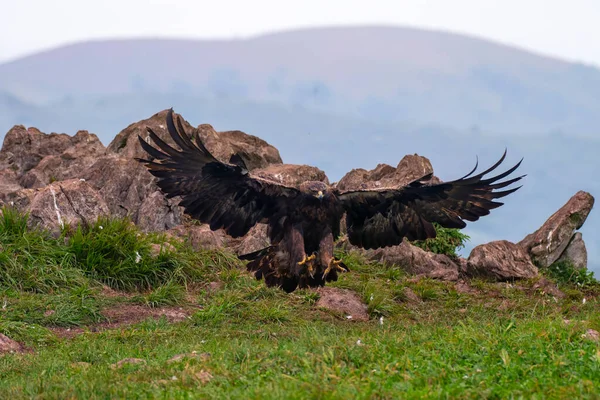 Majestuoso Águila Dorada Mirando Alrededor Asturias España —  Fotos de Stock