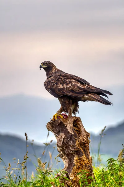 在西班牙阿斯图里亚斯 一只雄伟的金鹰环视四周 — 图库照片