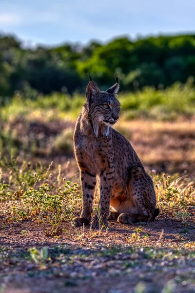 Ιβηρικός Λύγκας Lynx Pardinus Αγριόγατα Ενδημικά Της Ιβηρικής Χερσονήσου Στην — Φωτογραφία Αρχείου