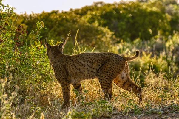Ber Vaşağı Lynx Pardinus Ber Yarımadası Özgü Vahşi Kedi Castilla — Stok fotoğraf