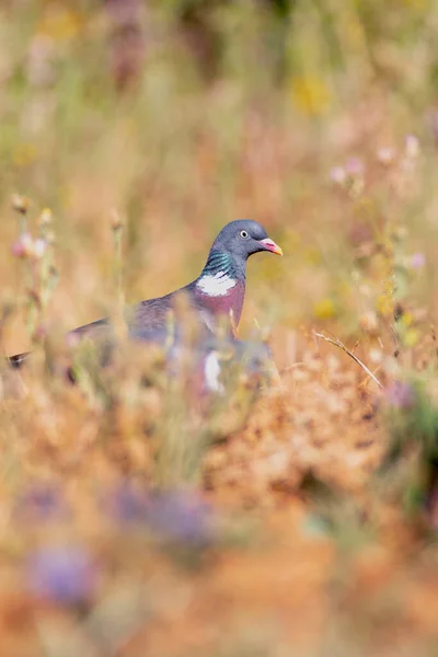 スペインの花の間で一般的な木鳩 — ストック写真