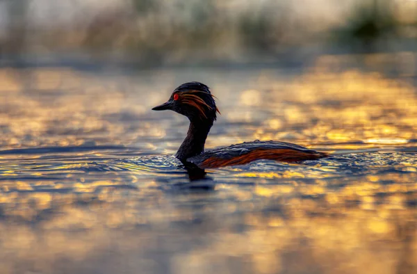 Černý Krček Grebe Podsvícené Laguně Při Západu Slunce — Stock fotografie