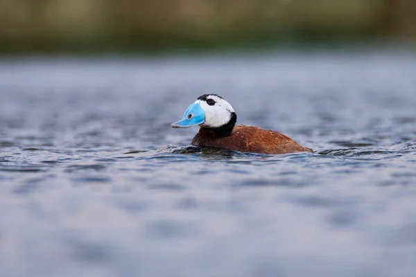 Kachna Bělohlavá Plave Laguně Španělsku Fotografie Vytvořená Skrýše — Stock fotografie