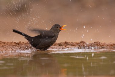 Common blackbird taking a bath in a puddle. clipart