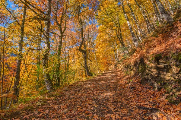 Paesaggio Autunnale Nella Foresta Redes Asturie Spagna Foresta Faggio — Foto Stock